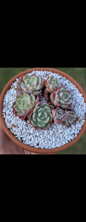 PUMICE%20STONE%20/10%20kg%20/%20FOR%20%F0%9F%8C%B5%20Cactus%20,%20succulent,%20drainage%20,%20lightweight%20concrete%20aggregate%20&%20bonsai%20soil%20mix%20-%20Image%202