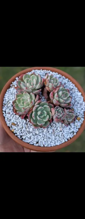 PUMICE%20STONE%20/10%20kg%20/%20FOR%20%F0%9F%8C%B5%20Cactus%20,%20succulent,%20drainage%20,%20lightweight%20concrete%20aggregate%20&%20bonsai%20soil%20mix%20-%20Image%202