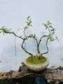 Bonsai Natural living  plant ficus benjamina. 