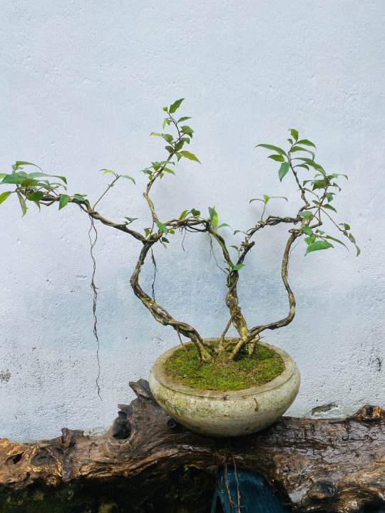 Bonsai Natural living  plant ficus benjamina