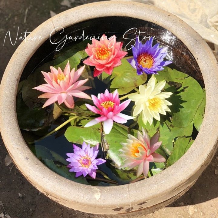 Fast%20delivery!%20Mini%20lotus%20water%20lily%20seeds,%20mini%20lotus%20water%20lily%20seeds%20hydroponic%20flower%20seed,%20flower%20seed,%20flower%20varieties,%20Japanese%20dwarf%20lotus%20flower,%20auspicious%20lotus,%20dwarf%20Lotus,%20air%20purification%20plant,%20cheap%20color%20bonsai,%20beautiful%20color%20bonsa...%20-%20Image%203