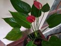 Anthurium Lady jane. 