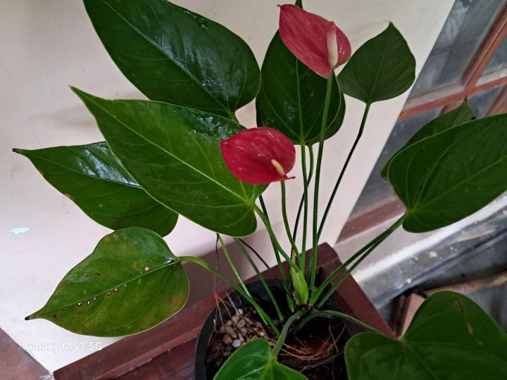 Anthurium%20Lady%20jane%20-%20Image%202