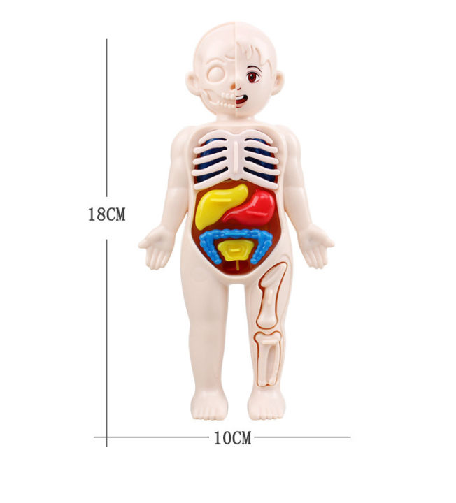 Kid Montessori 3D Puzzle Human Body Anatomy Model Educational Learning ...