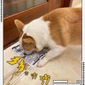 1pc Tearproof Pet Dog Sound Toy Simulated Squeaking Newspaper Playingcard K Q J Teeth Resistant Corgi Teddy Puppy Interactive. 