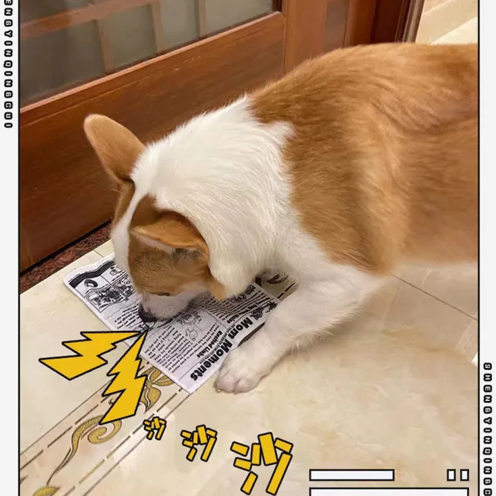 1pc%20Tearproof%20Pet%20Dog%20Sound%20Toy%20Simulated%20Squeaking%20Newspaper%20Playingcard%20K%20Q%20J%20Teeth%20Resistant%20Corgi%20Teddy%20Puppy%20Interactive%20-%20Image%202