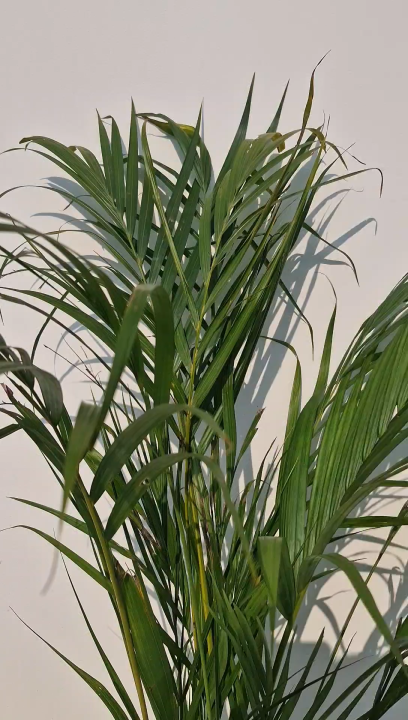 Areca Palm(Small), Green Tree, Outdoor Plant