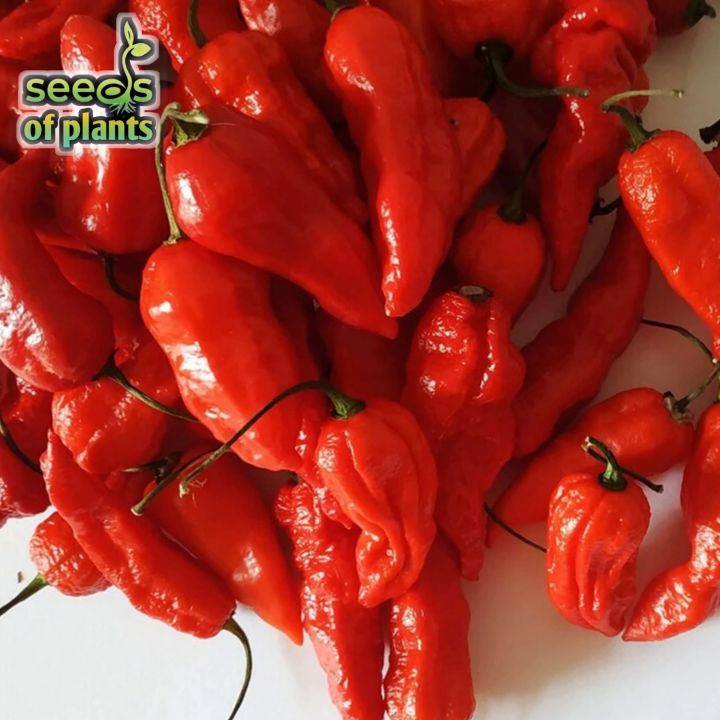 High%20quality%20Naga%20Bombay%20Chili%20Seeds%2030%20pcs%20-%20Green%20-%20Image%202
