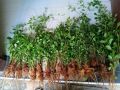 curtain creeper plants / healty plants. 