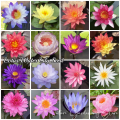 Fast delivery! Mini lotus water lily seeds, mini lotus water lily seeds hydroponic flower seed, flower seed, flower varieties, Japanese dwarf lotus flower, auspicious lotus, dwarf Lotus, air purification plant, cheap color bonsai, beautiful color bonsa.... 
