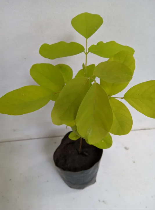 Golden%20legium%20plant%20-%20Image%202