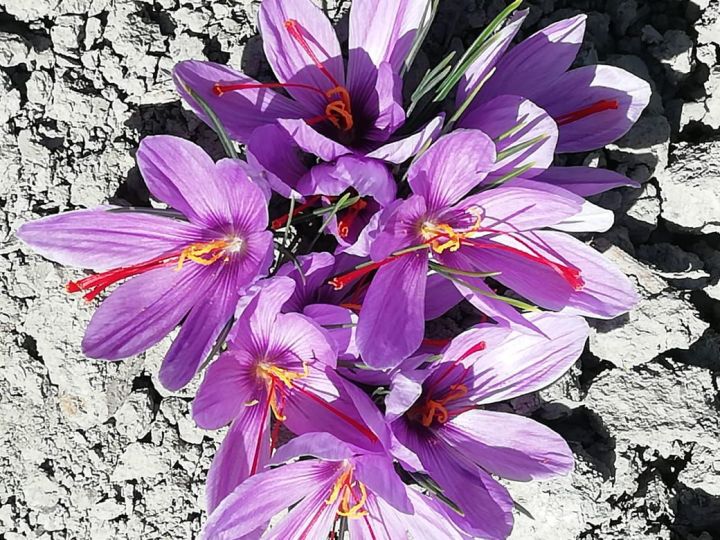 Saffron bulbs (minimum quantity 10)
