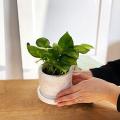 Plantable vase with a tray(2 piece combo set)Home and living room decorative.