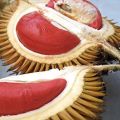 Rathu durian red durian very rare plant red king of fruits red banyuwangi durian plant. 