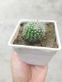 Mini cactus houseplant outdoor plant with tob and soil 1 piece. 