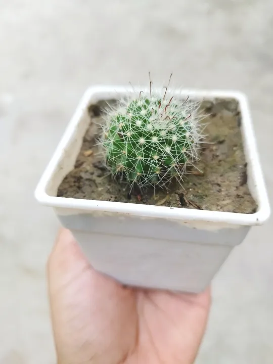 Mini%20cactus%20houseplant%20outdoor%20plant%20with%20tob%20and%20soil%201%20piece%20-%20Image%203