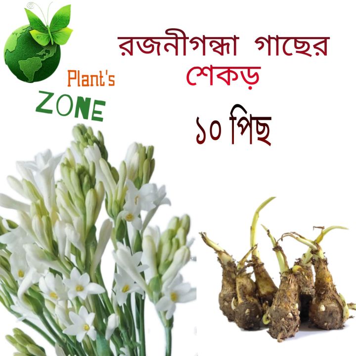 Rojonigondha Life Plant of Bulbs 10pcs Big Sizes / Rajnigandha, Tuberose - Bulbs / White Color Tuberose Seeds/Bulbs