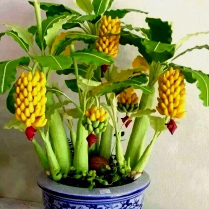 50%20pcs/pack%20dwarf%20banana%20seeds%20can%20be%20planted%20throughout%20Thailand%20tree%20seeds,%20seeds,%20fruit%20plants,%20rare%20species,%20fruit%20trees,%20seeds,%20varieties%20of%20fruit,%20self-cultivation,%20edible,%20sweet%20fruit,%20Orchard,%20fruit%20delicious%20-%20Image%204