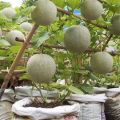 Rock melon Seed 10 Piece For garden - Fruit Seed - সাম্মাম/রকমেলন বীজ.