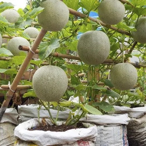Rock%20melon%20Seed%2010%20Piece%20For%20garden%20-%20Fruit%20Seed%20-%20%E0%A6%B8%E0%A6%BE%E0%A6%AE%E0%A7%8D%E0%A6%AE%E0%A6%BE%E0%A6%AE/%E0%A6%B0%E0%A6%95%E0%A6%AE%E0%A7%87%E0%A6%B2%E0%A6%A8%20%E0%A6%AC%E0%A7%80%E0%A6%9C%20-%20Image%203