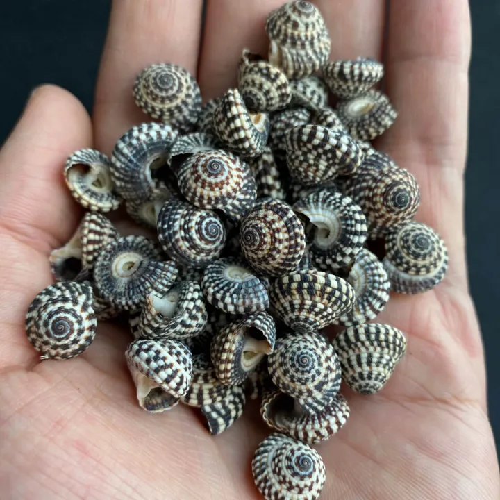 10g mini black line Tower conch shell Gao Yao Che Lun