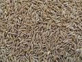 Jeera Safed  - White Cumin Seeds ,50Gram. 