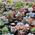 100 PCs mixed multi-color real mini succulents cactus seeds rare perennial herb plants bonsai auspicious tree flower varieties real mini real flowers air purification plants bonsai vegetable garden kitchen flower seeds plant. 