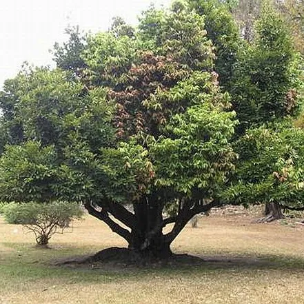 Kaluwara%20plant%20Ceylon%20ebony%20black%20wood%20Diospyros%20ebenum%20plant%20-%20Image%203