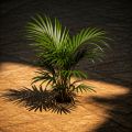 Golden Palm 🌴 plant ornamental About 2 feet Size ornamental indoor. 
