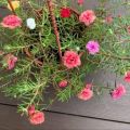 60+ Cuttings Moss Rose / Portulaca / Gul E Dopahri / Dopahar Booti / in Different Colors Live Plant. 