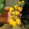 Thai Cherry Tomato Yellow - 20 PCS Seeds F1 Hybrid.