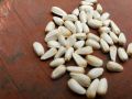 Original American saffron seeds pack of 100 seeds deal. 