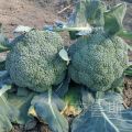 Fast delivery! Easy to grow all over Thailand 100% PCs broccoli seeds for sale vegetable seeds healthy and high nutrition vegetable seeds plant air purification plants. 