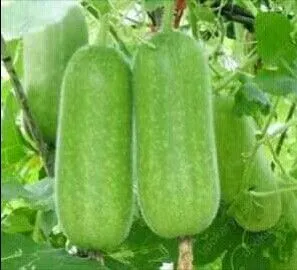 Desi%20Chal%20kumra%2020%20seeds.%20(Repack%20&%20Gift-%203%20items.)%20-%20Image%202