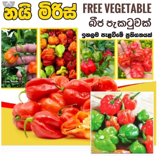 Ho%20miris%20sri%20lankan%2050%20seeds%20pack%20with%20free%20vegetable%20seeds%20pack%20-%20Image%203