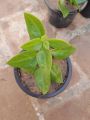 baby sun rose live plant with pot. 