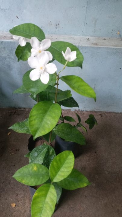 pichchu%20mali%20plants%20/%20mali%20flower%20plants%20-%20Image%203