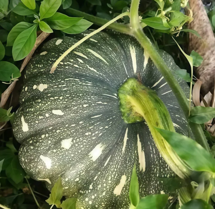 Yaramila%20Winner%2015:9:20+TE%20100g,200g,500g%20High%20Nitrogen%20fertilizer%20For%20Vegitables%20and%20flowers%20-%20Image%202