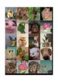 funny Memes Stickers, cute funny cat stickers, Meme stickers, dog stickers, uncut sticker sheet, humor emoji sticker. 