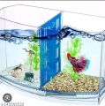 Fighter Fish Tank Double + Filter System. 