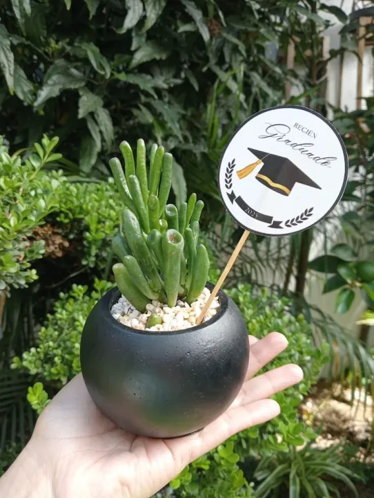 Home%20decorative,plantable%20concrete%20made%20vase(Medium%20size)%20-%20Image%204