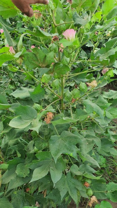 cotton seed FH-333,triple gene, 3500/bag (5kg)