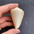 White CONUS shell, white CONUS shell, 4-7cm Xiao Yu Luo. 