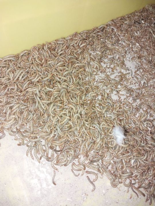 Live%20Mealworms%201000%20pieces,%20birds%20food,%20reptiles%20food,%20fish%20food,%20full%20of%20vitamins%20and%20Omega%203%20omega%206%20oil%20-%20Image%202