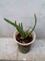 Aloe vera plant. 