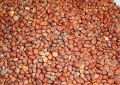 Tukhm Mooli | turb
seeds 100 grm. 