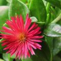 baby sun rose live plant with pot. 