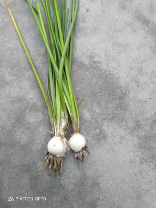 Rain%20Lily%20pie%201%20matured%20blubs%20-%20Image%204