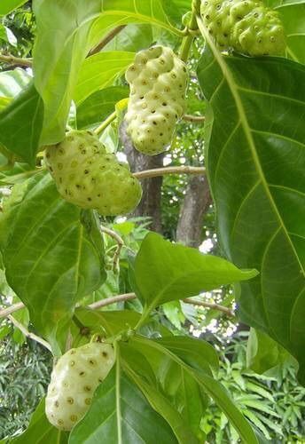 Ahu%20plant%20noni%20fruit%20plant%20-%20Image%206