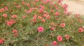 Gul e Dopehri/Dophair Botti/Portulaca /Moss Rose/Fresh 40 Cuttings in 4 Different colors. 